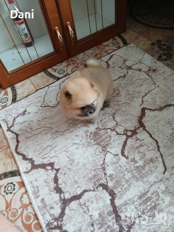 Mini pomeran, снимка 3 - Померан - 53295995
