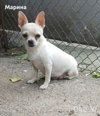 Кученца чихуахуа, снимка 4 - Чихуахуа - 55841967