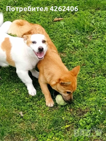 Продавам женско кученце