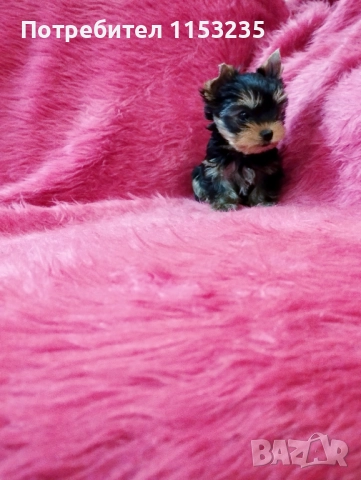 йоркширски териер