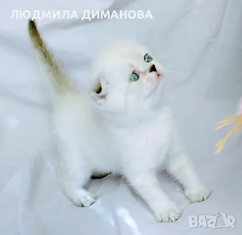 Клепоухо мъжко със сини очи , снимка 4 - Британска късокосместа - 56312536
