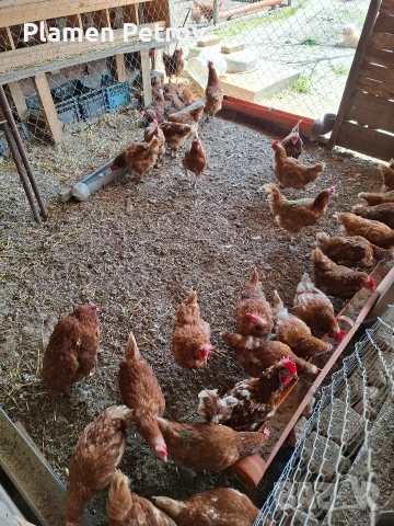 Кокошки носачки Ломан Браун