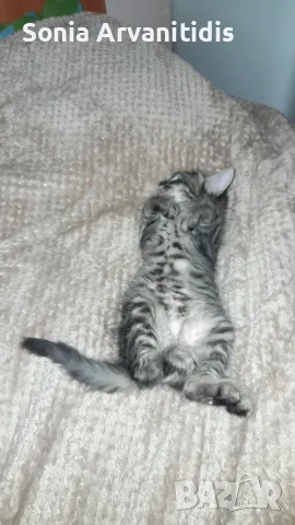Коте на два месеца , снимка 5 - Други - 56251027
