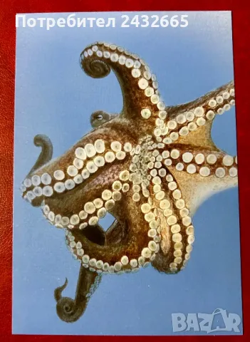 2335к. Нидерландия 2024 = “ Фауна. Морски живот от остров Бонер. “ , Картички