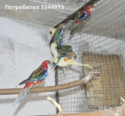 Млади Пъстри розели 