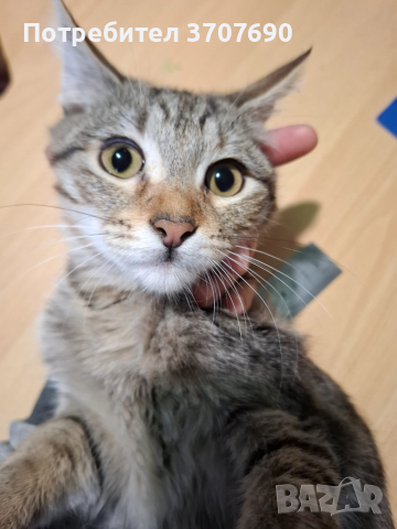 Много нежно и мекичко женско котенце