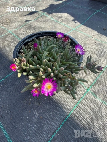 Делосперма , снимка 6 - Градински цветя и растения - 53998533