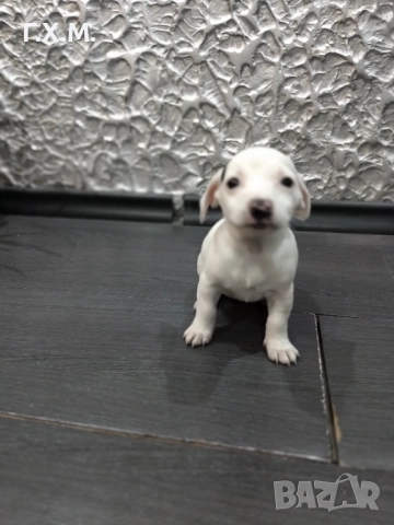 Джак ръсел , снимка 13 - Джак ръсел териер - 52470681