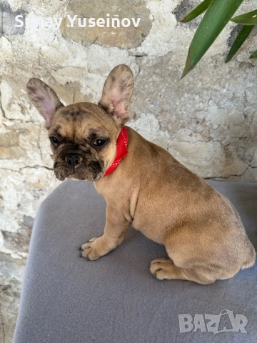 Френски булдочета (флъфи ген), снимка 4 - Френски булдог - 54108361