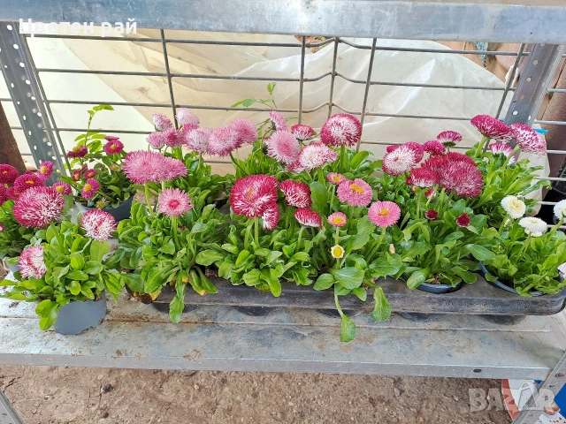 Парички 2€брой саксия , снимка 13 - Градински цветя и растения - 54222972