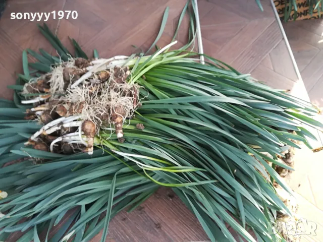 НАРЦИСИ-ГРЪМ ОТ 25БР ЗА 25ЛВ 1004251505, снимка 10 - Градински цветя и растения - 49846195