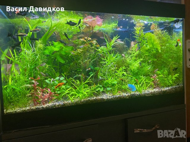 Живородни рибки , снимка 6 - Рибки - 44500989