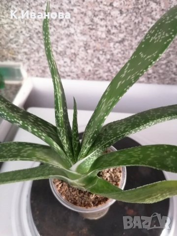 Цветя, сукуленти - Хавортия, Каланхое, Алое, Граптопеталум, снимка 8 - Стайни растения - 38404349