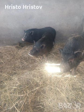 Виетнамски прасета , снимка 7 - Други животни - 48038500