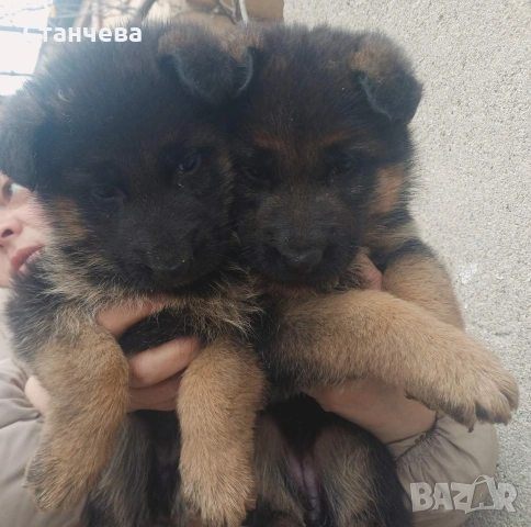 немски овчарки 