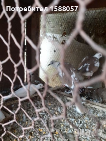 Продавам гугутки скумрии, снимка 5 - Гълъби - 37876216