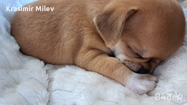 малко момченце мини чихуа, снимка 9 - Чихуахуа - 52515787