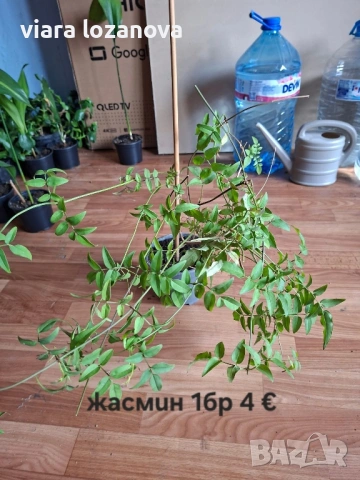 Различни цветя, снимка 4 - Стайни растения - 53278464