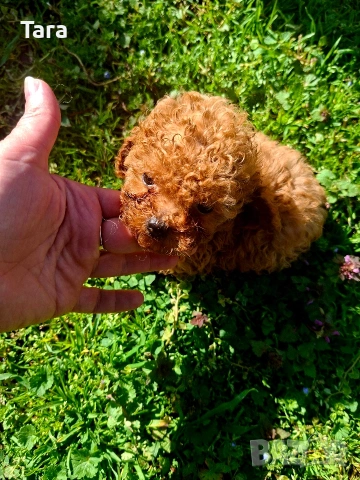 Пудел той, снимка 7 - Пудели - 54079075