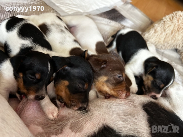 ДЖАК РЪСЕЛ-250ЛВ ЗА СЛАДУРЧЕ 1009251806, снимка 6 - Джак ръсел териер - 51669599