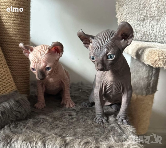 Котета сфинкс- елф, 3 бебета, снимка 1
