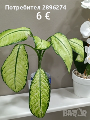  Дифенбахия, Сентполия, Алое вера, снимка 12 - Стайни растения - 46264327