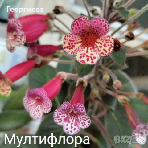 разменям ризоми от колерия, снимка 8 - Стайни растения - 52913679