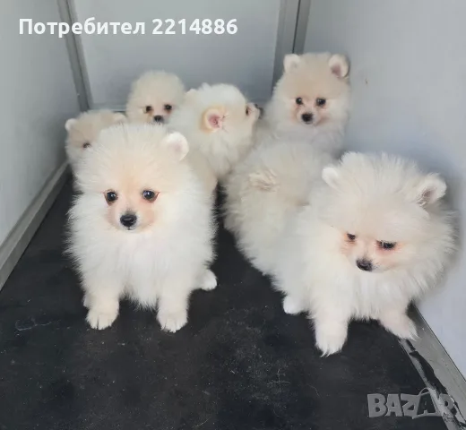 Померани    бели, снимка 3 - Померан - 55774367