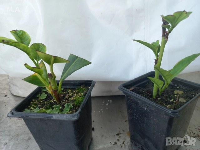 Вкоренен разсад на туя смарагд и др. вечнозелени растения, снимка 10 - Градински цветя и растения - 41822906