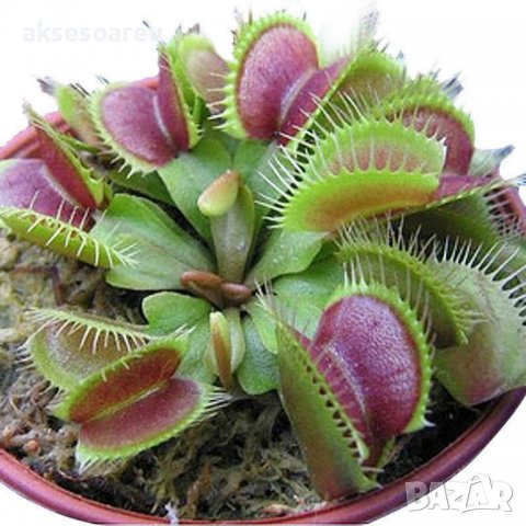 20 бр Редки семена от насекомоядно месоядно растение венерина мухоловка декор за дома офиса двора и 