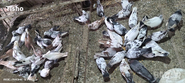 Сръбски високолетачи