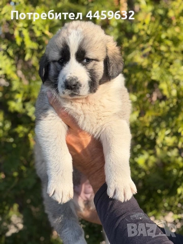 Кученца Алабай