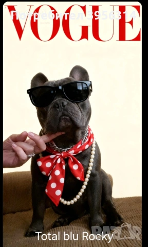 Френски булдог за разплод , снимка 3 - Френски булдог - 54364570