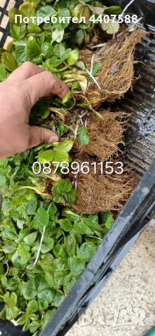 Разсад ягоди целогодишни , снимка 11 - Разсади - 49884414