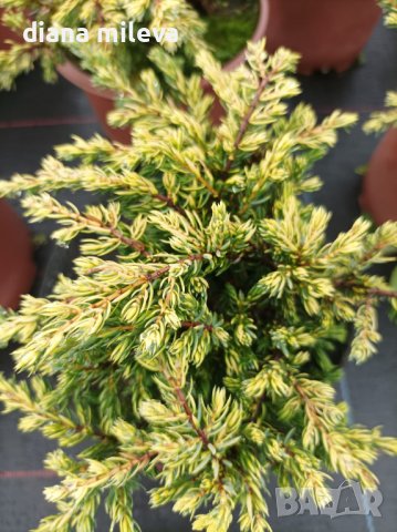 Хвойна Голдшатс, Juniperus Goldschats, студоустойчива!!, снимка 7 - Градински цветя и растения - 38563034