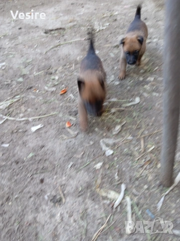 Белгийски овчарки малиноа, снимка 2 - Белгийска овчарка - 54315995