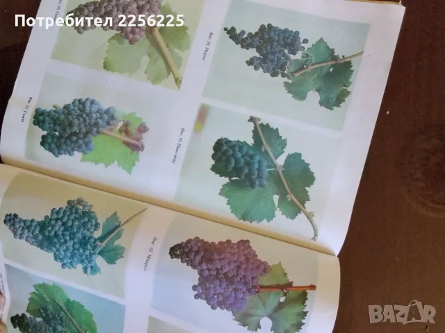 Ампелография с основи на винарството, снимка 3 - Специализирана литература - 50065627
