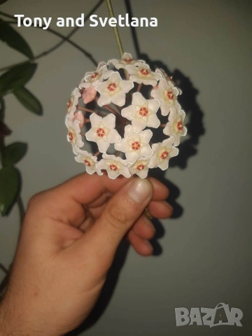 Хоя (Восъчниче), Хлорофитум, Алое (Aloe x delaetii), Традесканция Зебрина в комплект , снимка 5 - Стайни растения - 53314358