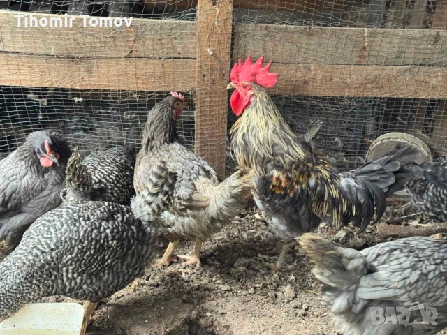 продавам ярки петли