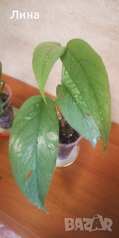 Епипремнум Себу блу/Epipremnum Pinnatum Cebu Blue/