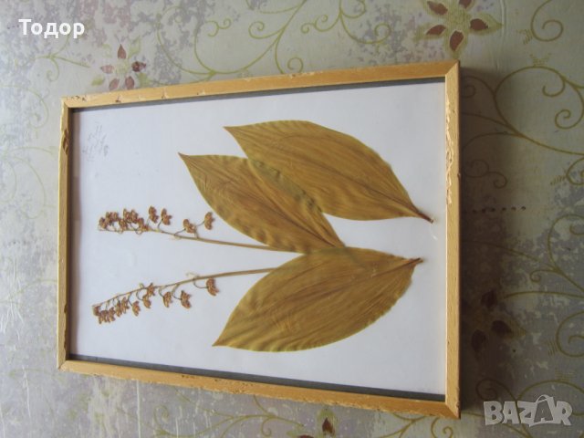 Стара картина Хербарий, снимка 6 - Други - 30197313