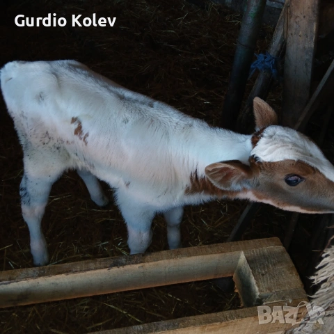 Телета , снимка 3 - Крави - 54292029