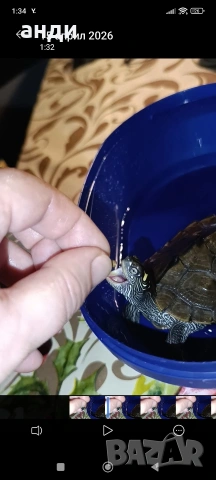 географска костенурка с терариум 