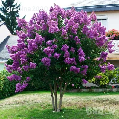 Лагерстремия -индийски люляк Налични 4 цвята , снимка 13 - Разсади - 41067038