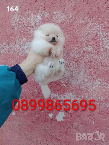 Женски Померани. Снимки от 22.12.25 г., снимка 10 - Померан - 52876428