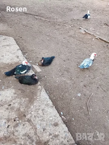 Свободни Неми Патици