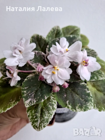 Мини сентполия, АВ-Молочные Реки