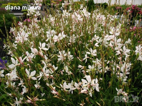 Гаура, студоустойчива, Gaura lindheimeri Emmeline White, снимка 1 - Градински цветя и растения - 40773920