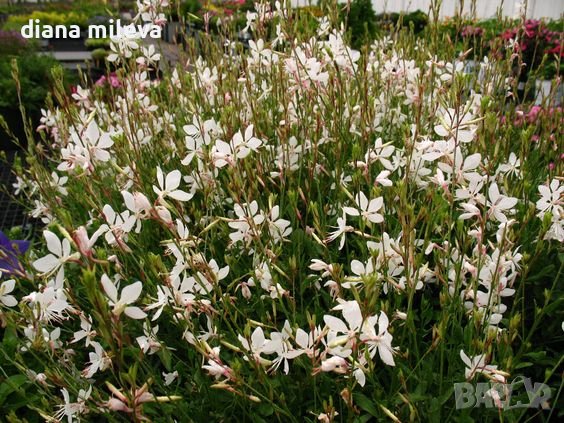 Гаура, студоустойчива, Gaura lindheimeri Emmeline White, снимка 1
