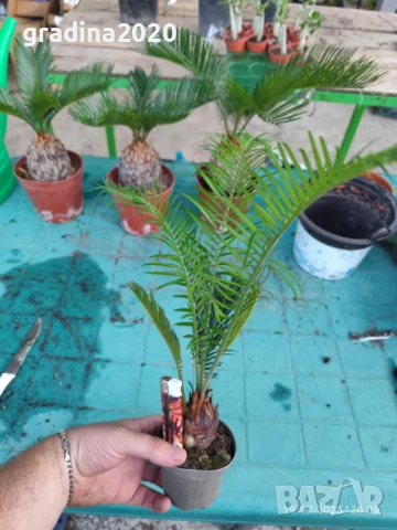 ЦИКАС, снимка 9 - Разсади - 48406396